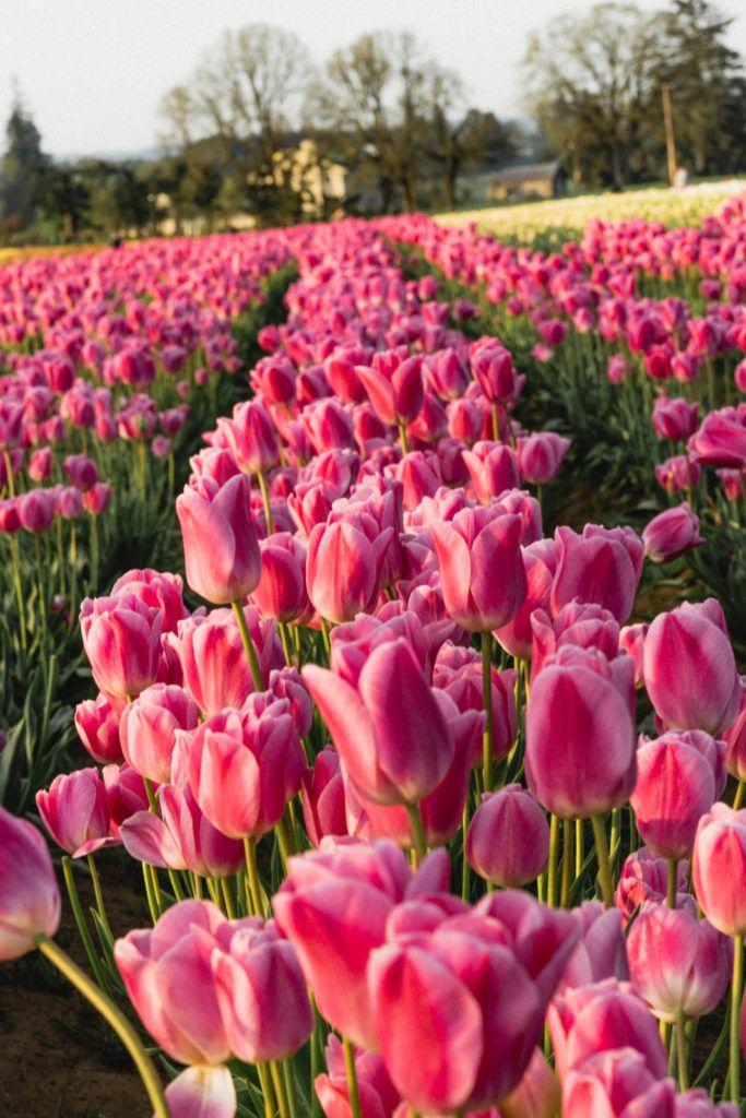 Twilight Serenity: A Symphony of Petals